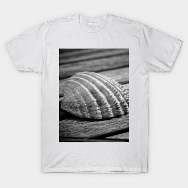 Half a sea shell on wood T-Shirt by Femaleform